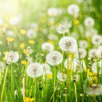 allergies et voies respiratoires à béthune