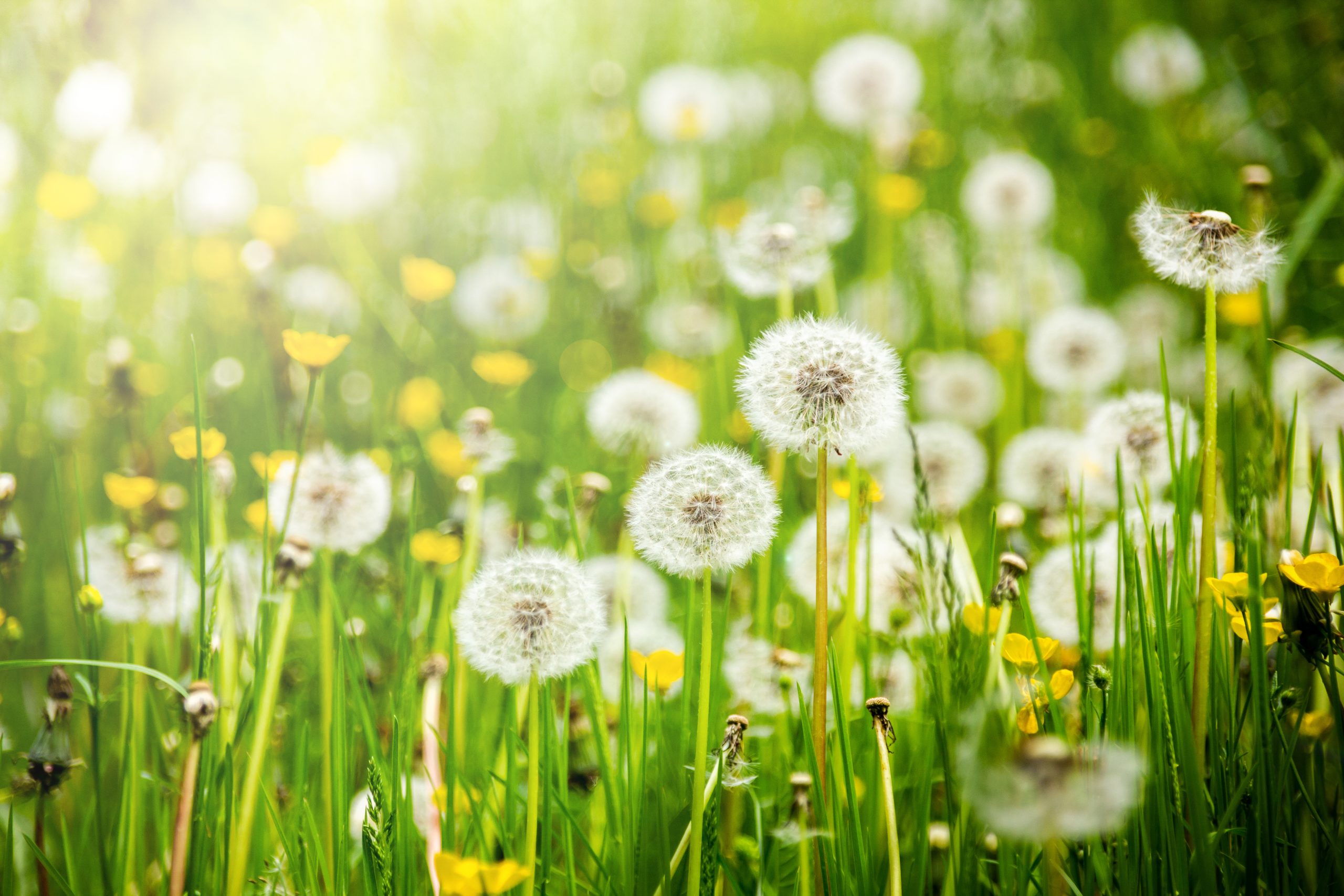 allergies et voies respiratoires à béthune