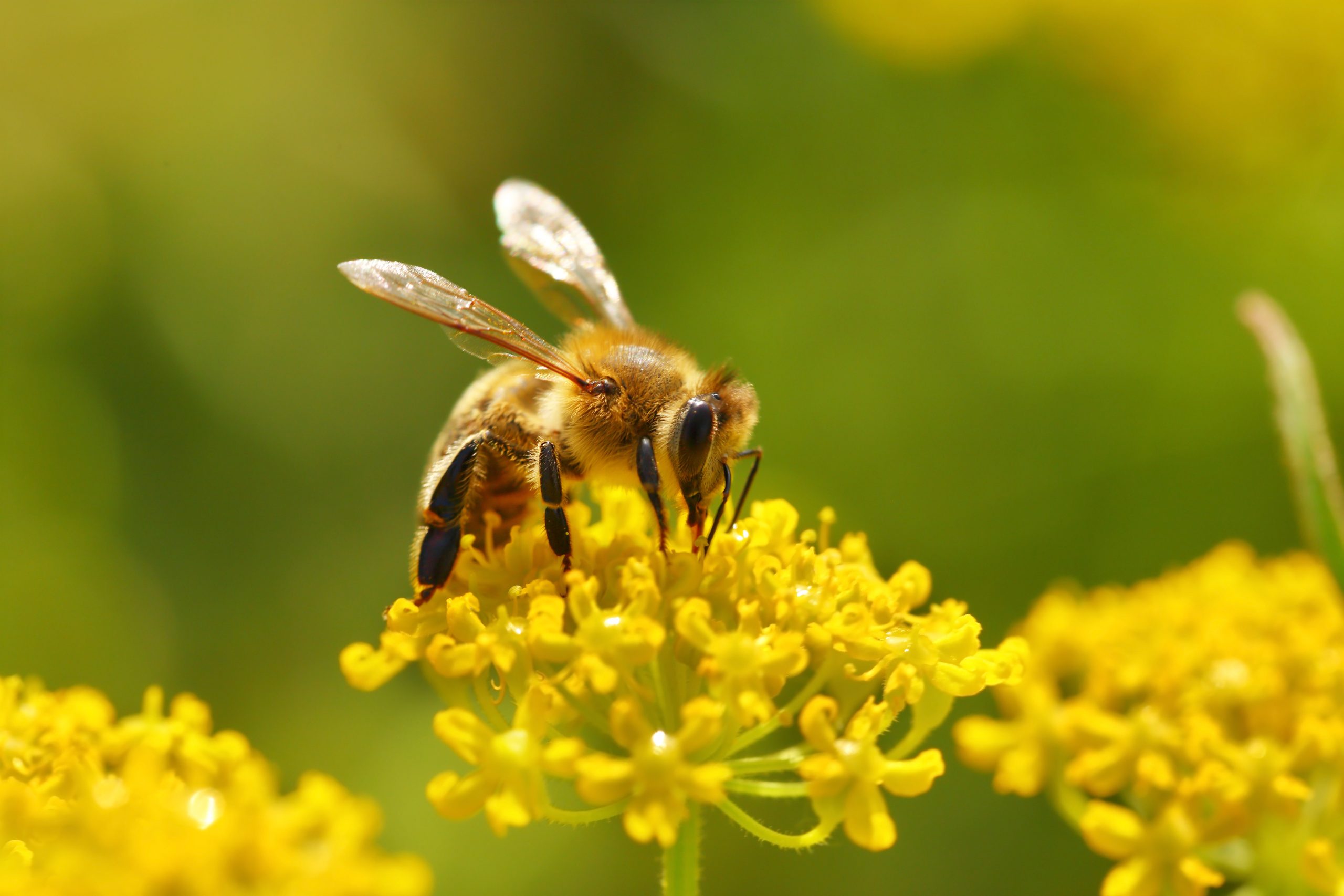 propolis à béthune