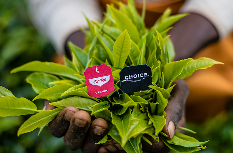 yogi tea à béthune