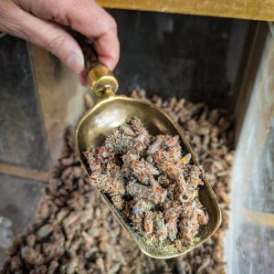 Pin bourgeon séché – Plante naturelle pour infusion respiratoire